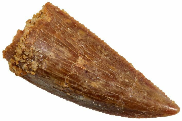 Serrated, Raptor Tooth - Real Dinosaur Tooth #224147